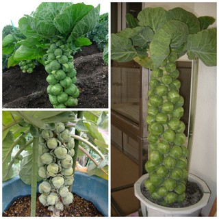 Hạt giống rau bắp cải mini (cải brussels)