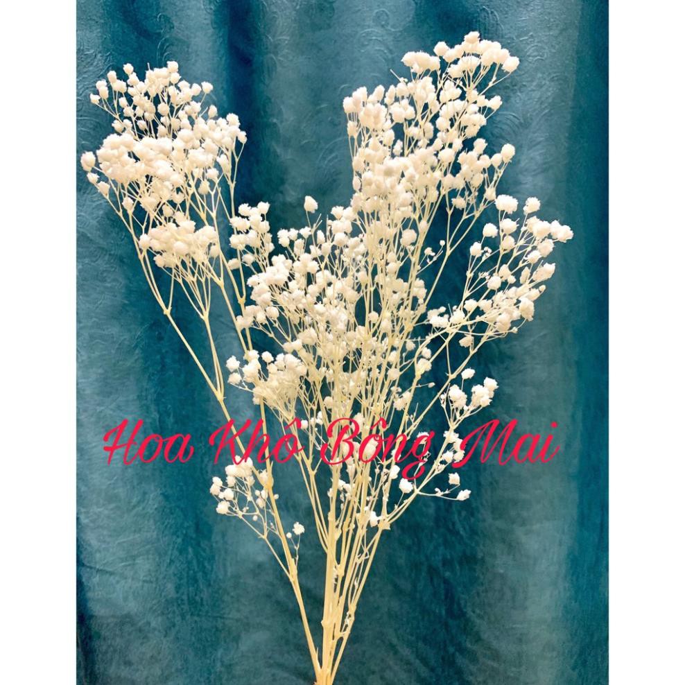 Hoa khô HOA BABY BLOOM màu trắng decor trang trí nhà cửa, đạo cụ chụp ảnh phong cách vintage