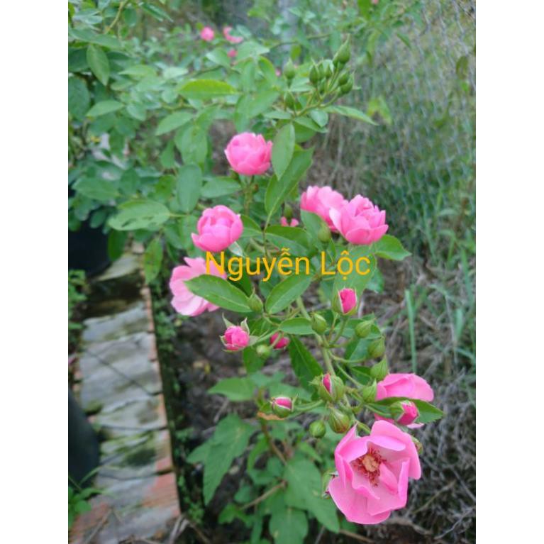 Cây hoa hồng ngoại Angela + Tặng  phân hữu cơ cao cấp