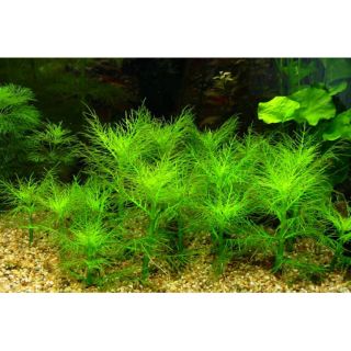 Liễu thơm 15 ngọn 50k ( lá cạn) ( tiền cảnh.  Trung cảnh)