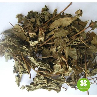 Cây mã đề (gói 1kg khô) - TD079