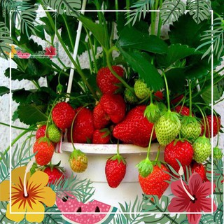 Green Garden -- Hạt giống dâu tây chịu nhiệt - tặng kèm 1 gói hạt giống ngẫu nhiên ! o.Ô >< .