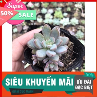 Sen ruby tím bầu