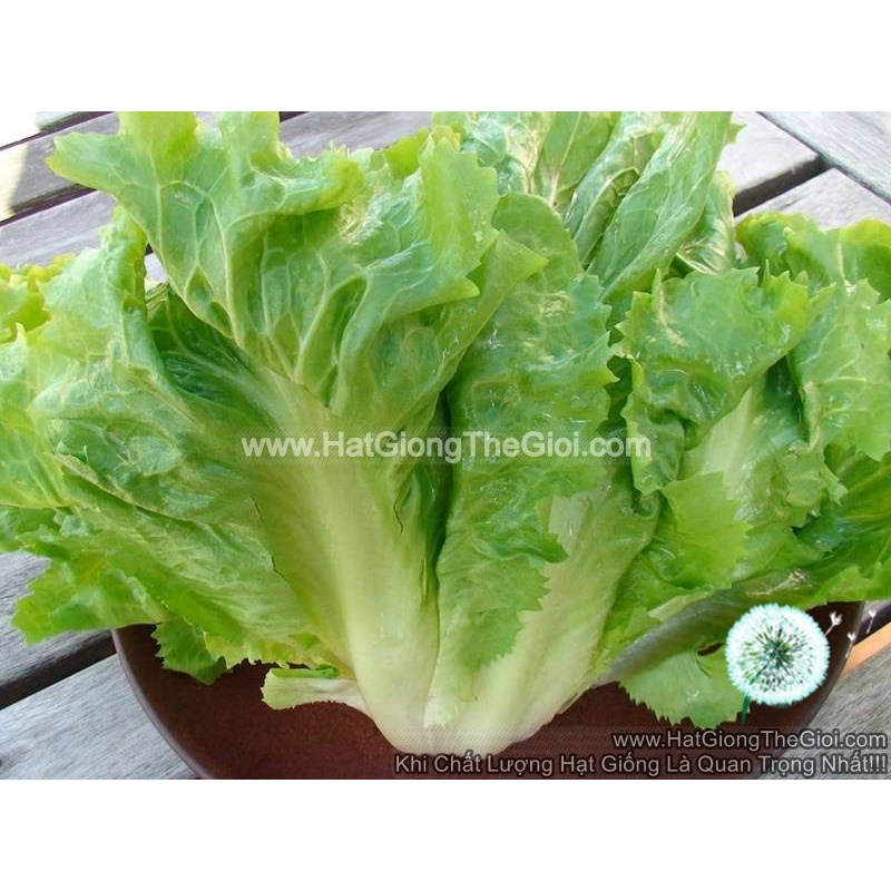 10Gr Hạt Giống Xà Lách Escarole Carol (B2.201| C17*V54*M119)