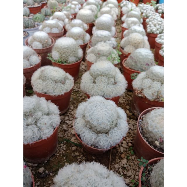 XƯƠNG RỒNG MAMI LÔNG NHUNG