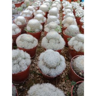 XƯƠNG RỒNG MAMI LÔNG NHUNG