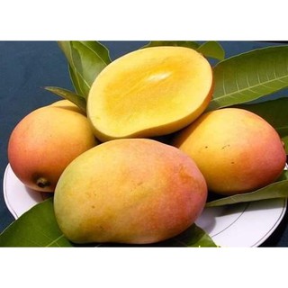 cây giống xoài úc