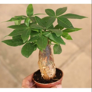 Chậu cây kim ngân, cây phong thuỷ kim ngân nhỏ