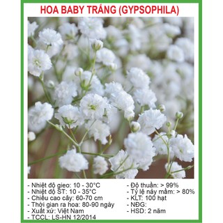 Hạt giống hoa baby trắng 100 hạt/ gói