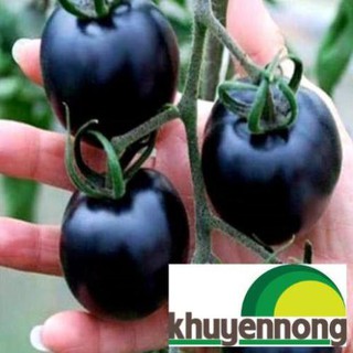 20 Hạt giống cà chua đen