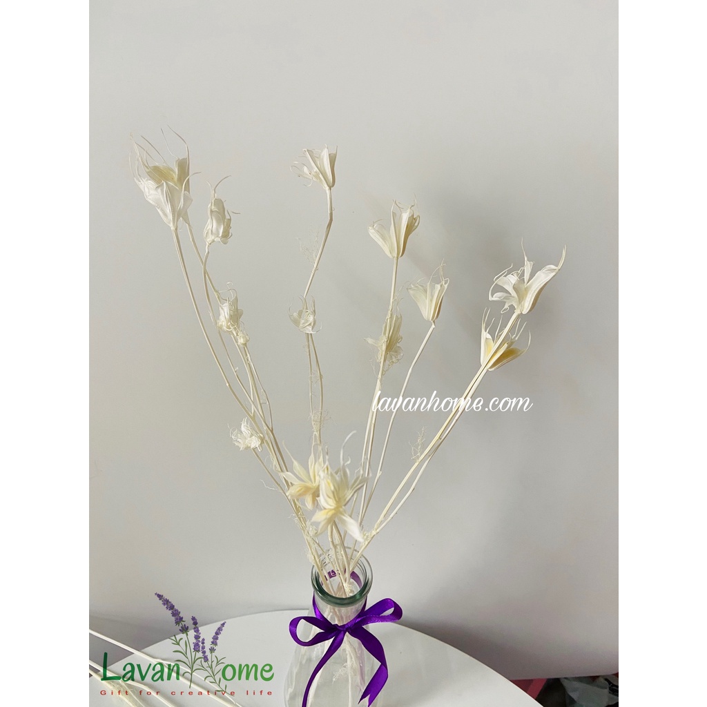 Hoa khô trang trí hoa bát giác khô 8 cánh Nigella, nhiều màu sắc nhẹ nhàng vintage chụp hình dễ thương, làm đồ hanmade