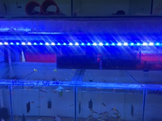 Đèn led cho hồ cá trang trí