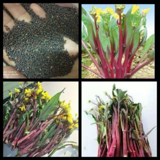 Gói 10gr hạt giống ngồng cả đỏ