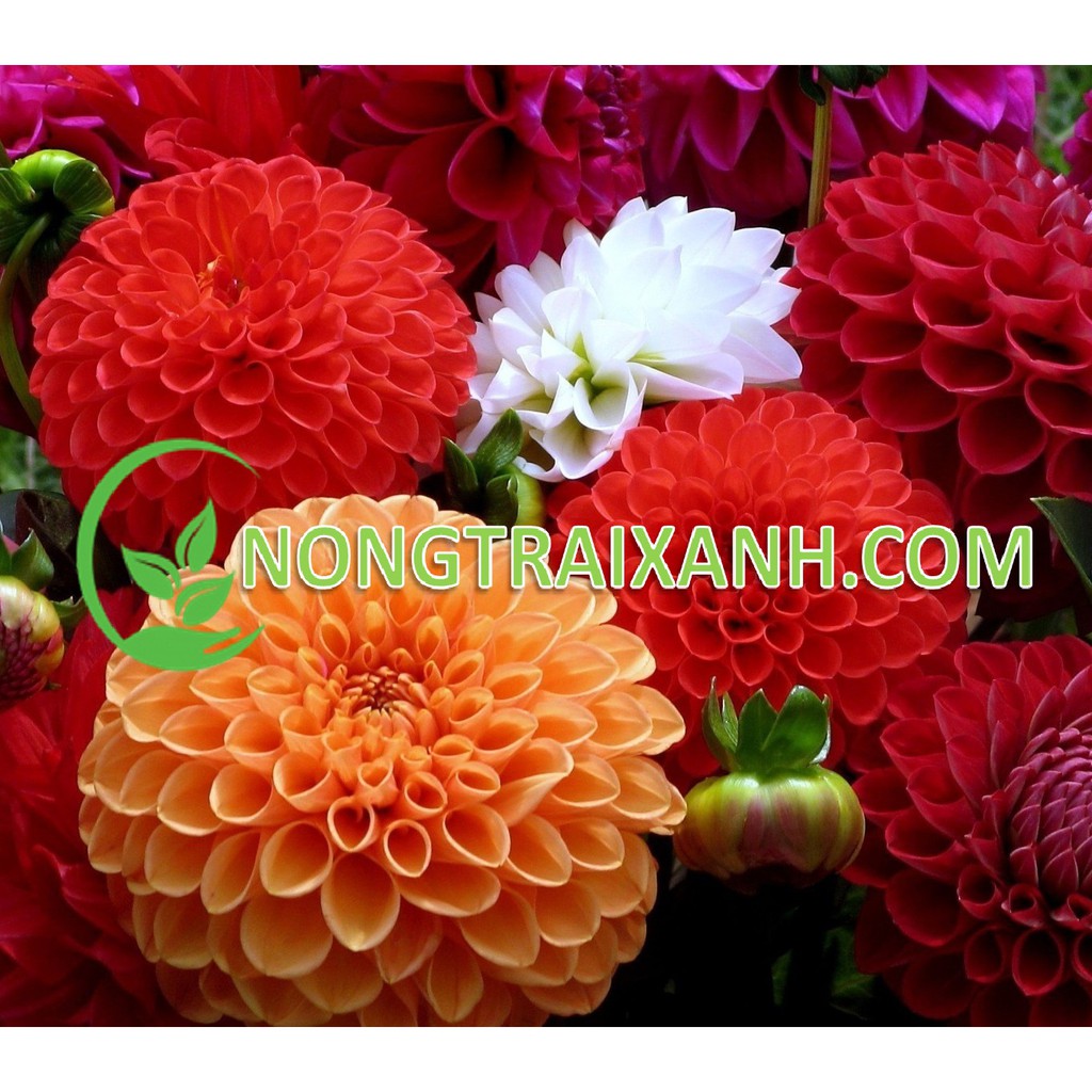 100H - HẠT GIỐNG HOA THƯỢC DƯỢC MIX NHIỀU MÀU
