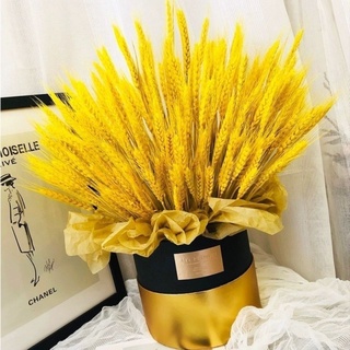 Bông Lúa Tài Lộc May Mắn, Trang Trí Nhà Cửa, Bông Lúa Mạch Khô Vàng Hàng Đẹp