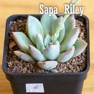 Sen đá Echeveria nhiều màu