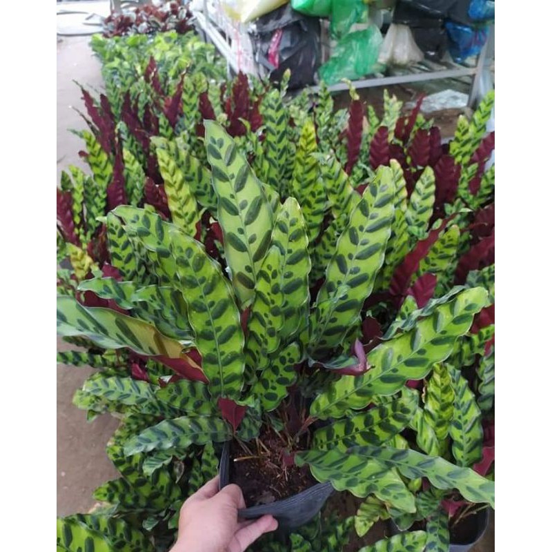 Cây nội thất cây đuôi phụng cây phong thủy