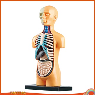 [Prettyiavn] Bộ dụng cụ trình diễn mô hình con rùa cơ thể 3D Bộ dụng cụ DIY