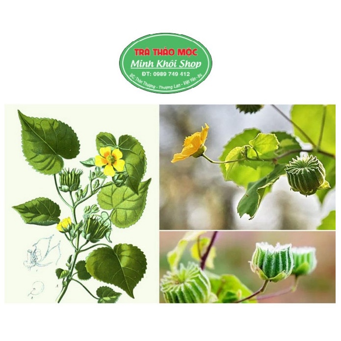 Cây Cối Xay Khô Tốt Cho Người Đau Xương Khớp 500g