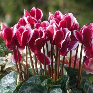 Hạt giống hoa Anh thảo Mix – 5Hạt (TẶNG gói kích thích hỗ trợ hạt nảy mầm)