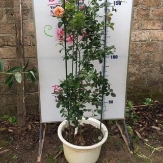 Khung đỡ cho hoa hồng leo 1m2
