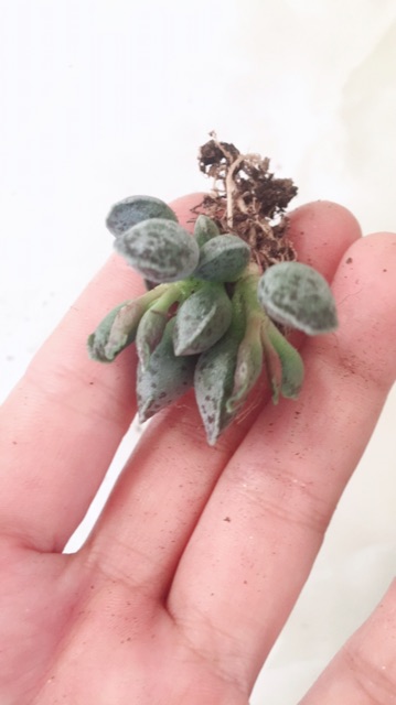 Sen đá Thiên Sơn