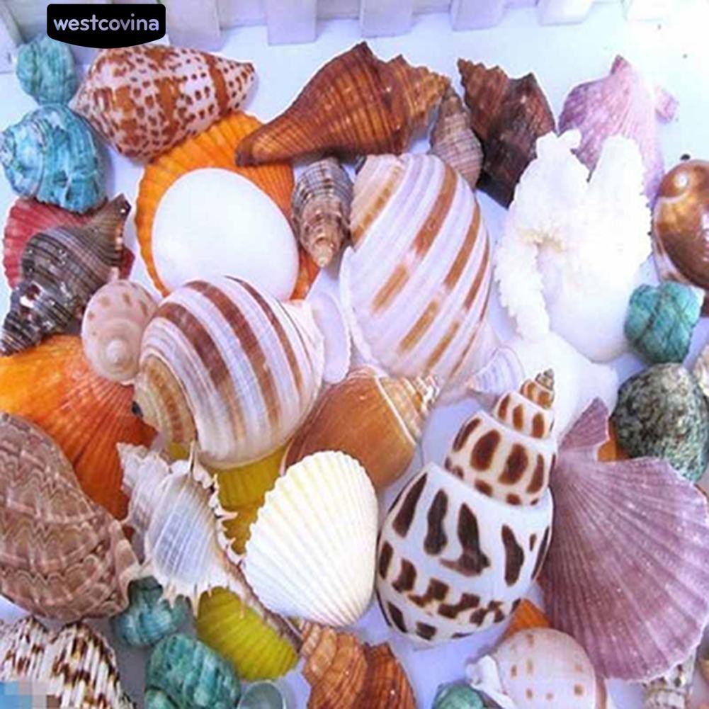 Vỏ ốc biển trang trí bể cá