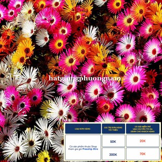 100H - HẠT GIỐNG HOA MƯỜI GIỜ CHÂU PHI NHIỀU MÀU