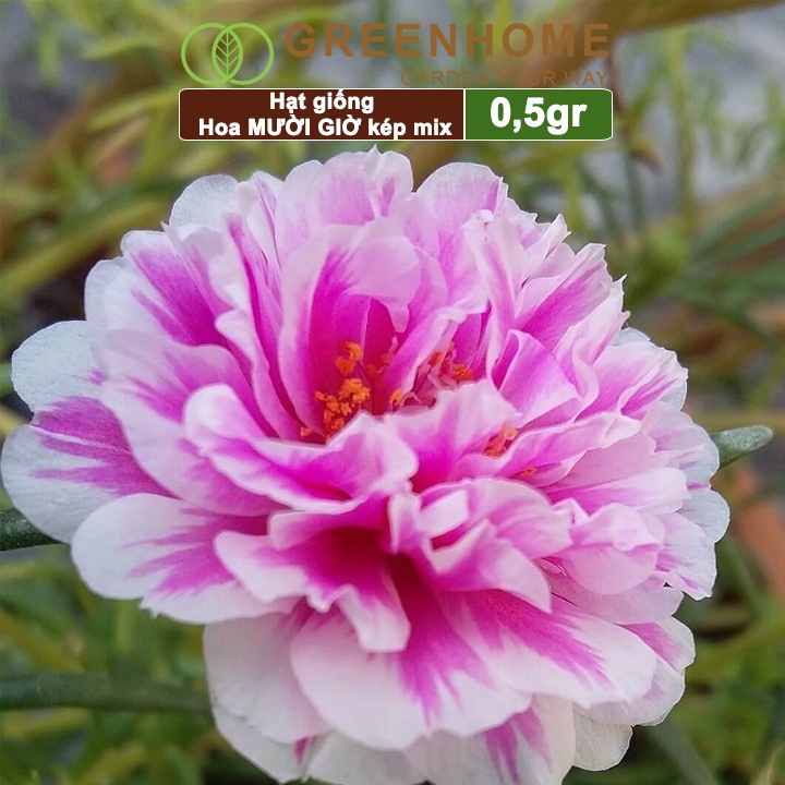 Hạt giống hoa mười giờ Greenhome, gói 0.5gr, bông to, cánh kép, nhiều màu, rất dễ trồng H08