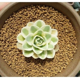 Đất nung AKADAMA - đất trồng sen đá - xương rồng - bonsai