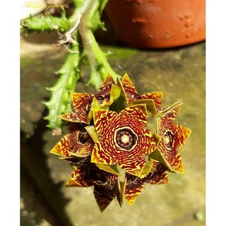 Sao biển Caralluma crenulata