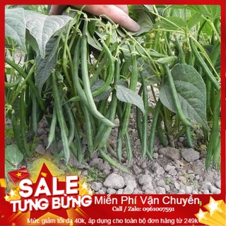 Hạt Giống Đậu Cove Lùn