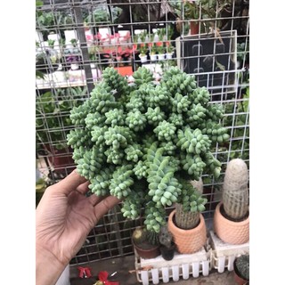 Sen đá chuỗi Ngọc bi