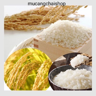 Hạt giống lúa nếp cái hoa vàng túi 1kg