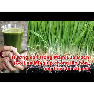 1kg hạt giống cỏ lúa mì