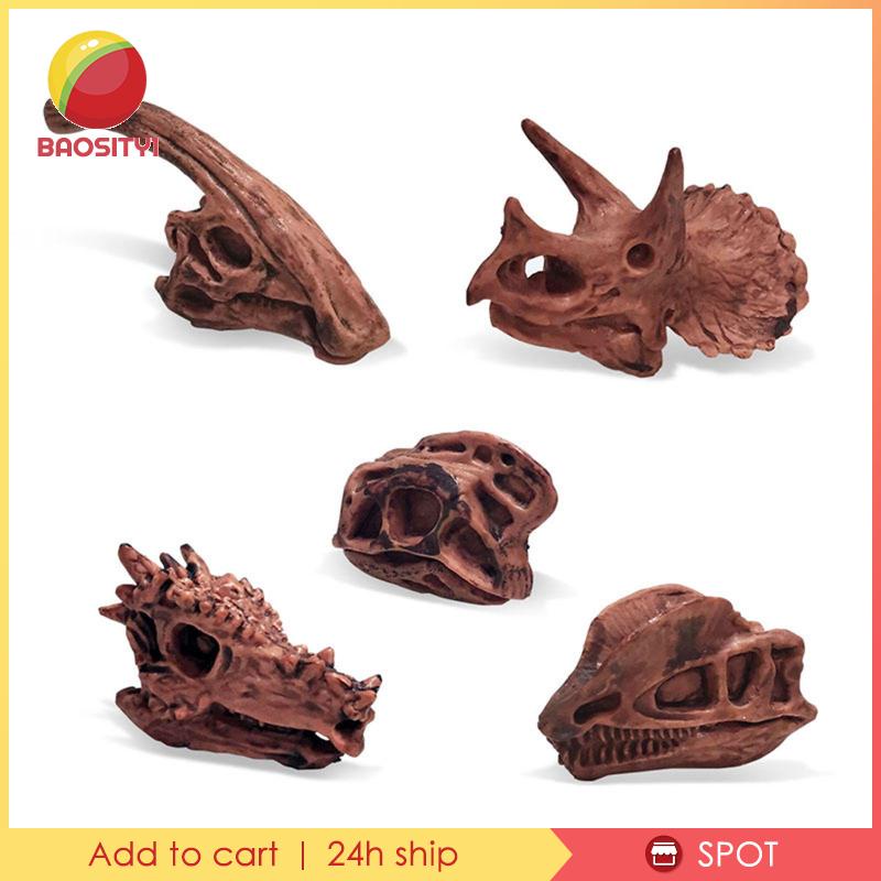 [Baosity1] Mô Hình Đầu Lâu Khủng Long Hóa Thạch Trang Trí Nội Thất Giảng Dạy