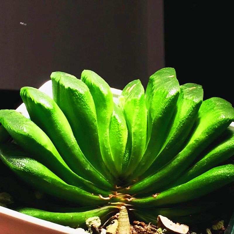 Sen Đá Kim Cương Quạt Ngọc  6-7cm