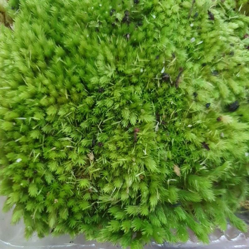 Hộp rêu mix 2 đến 3 loại làm terrarium