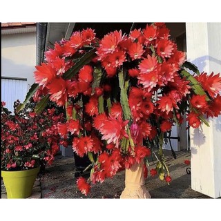 Hoa Nhật Quỳnh Đỏ rực