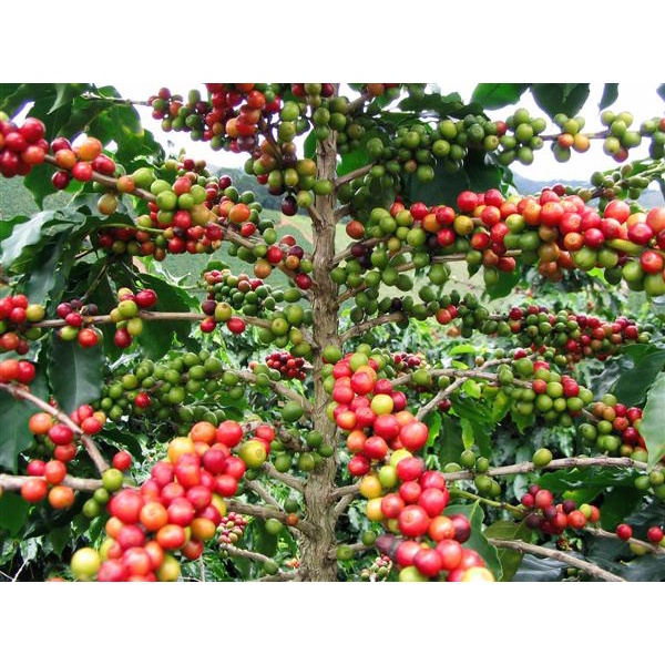 Cà Phê Arabica Typica Honey Cầu Đất Đà Lạt Cafe Nguyên Chất Basic Coffee