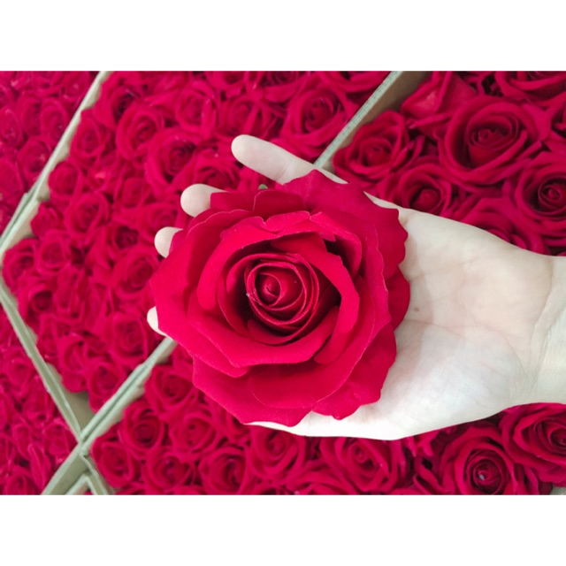 Combo đầu hồng nhung loại 1