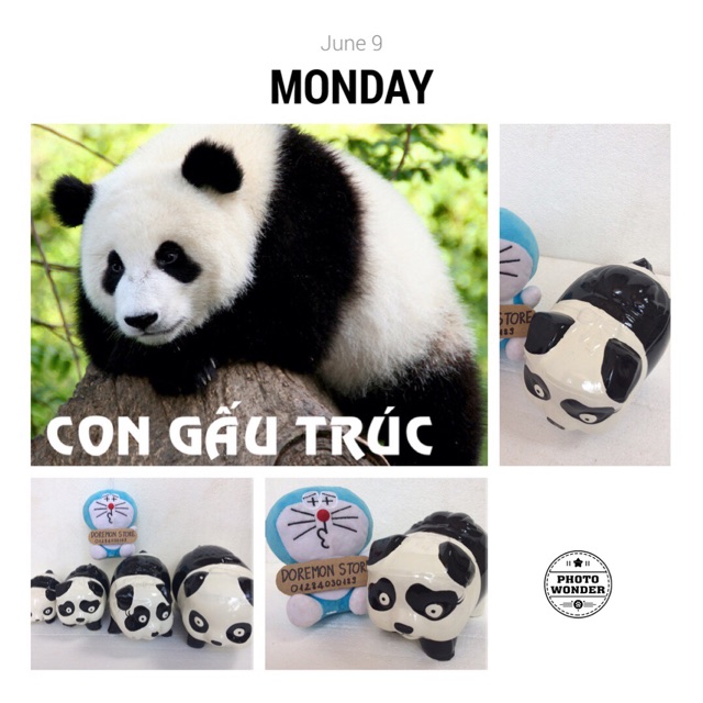 Heo đất handmade Gấu Trúc M