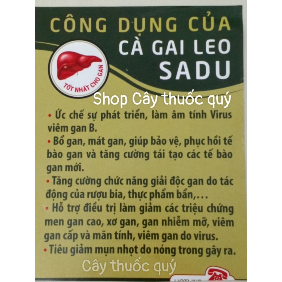 Trà túi lọc cà gai leo Sadu 250g mát gan, bảo vệ gan cả gia đình