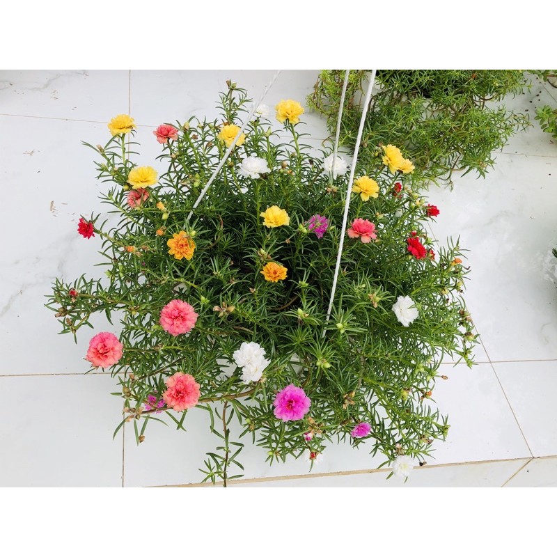 Hoa mười giờ cánh kép (1 cành)