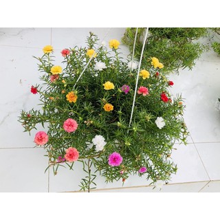Hoa mười giờ cánh kép