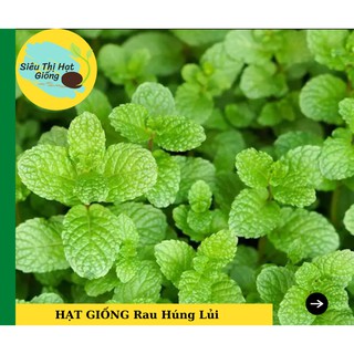 [Seeds] Hạt Giống Rau Húng Bạc Hà - Húng lủi