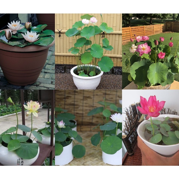 Sen Mini Full Màu Chịu Nhiệt - TẶNG KÈM THUỐC KÍCH MẦM SIÊU TỐC