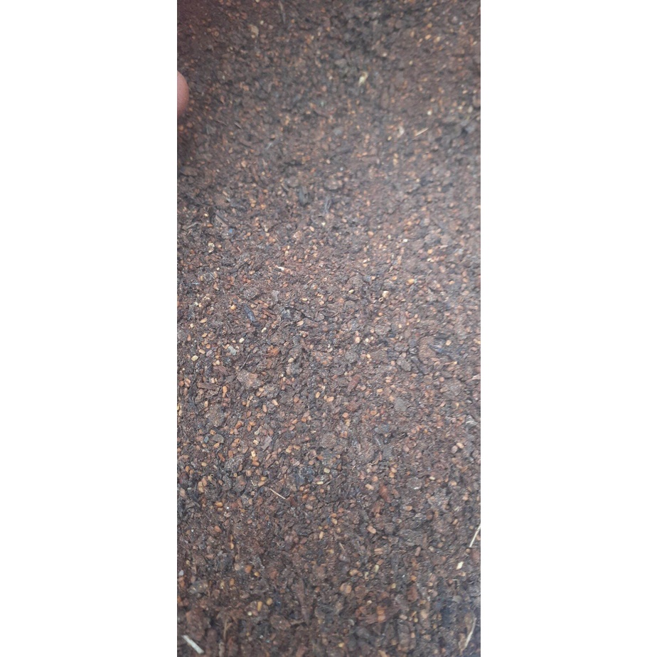 100 gram hạt giống gáo trắng