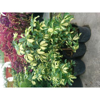 Cây ngũ gia bì cẩm thạch + Tặng (0,3kg) phân hữu cơ cao cấp