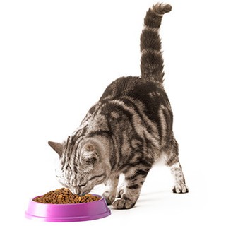 Thức ăn mèo lớn Whiskas vị cá thu 85g